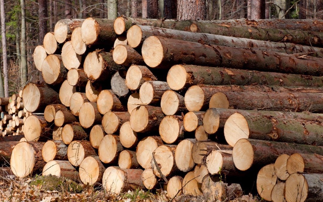 Seasoned Wood for your log burning stove.